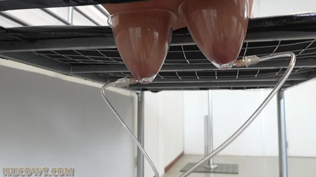 Preview of HuCows Darina Udder Stretching XXX